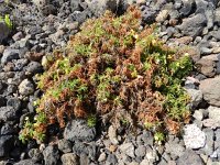 Ononis angustissima 2, Saxifraga-Rutger Barendse