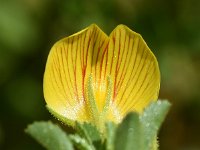 Ononis natrix ssp ramosissima 33, Saxifraga-Sonja Bouwman  Geel stalkruid, Yellow restharrow - Ononis natrix ssp. ramosissima - Fabaceae familie