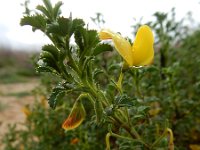 Ononis ramosissima 12, Saxifraga-Ed Stikvoort