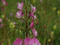 Ononis spinosa 1, Kattendoorn, Saxifraga-Willem van Kruijsbergen