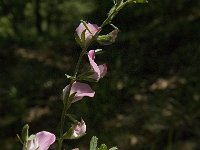 Ononis spinosa 13, Kattendoorn, Saxifraga-Jan van der Straaten