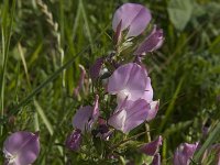 Ononis spinosa 17, Kattendoorn, Saxifraga-Jan van der Straaten