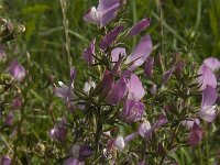 Ononis spinosa 19, Kattendoorn, Saxifraga-Jan van der Straaten