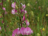 Ononis spinosa 2, Kattendoorn, Saxifraga-Willem van Kruijsbergen