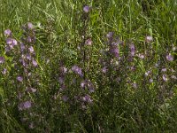 Ononis spinosa 20, Kattendoorn, Saxifraga-Jan van der Straaten