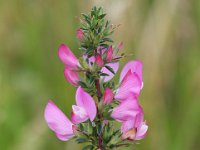 Ononis spinosa 23, Kattendoorn, Saxifraga-Bart Vastenhouw