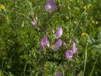 Ononis spinosa 26, Kattendoorn, Saxifraga-Jan van der Straaten