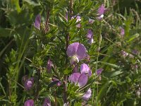 Ononis spinosa 27, Kattendoorn, Saxifraga-Jan van der Straaten