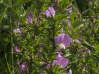 Ononis spinosa 28, Kattendoorn, Saxifraga-Jan van der Straaten