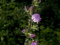 Ononis spinosa 29, Kattendoorn, Saxifraga-Jan van der Straaten