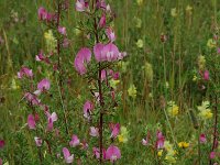 Ononis spinosa 3, Kattendoorn, Saxifraga-Willem van Kruijsbergen