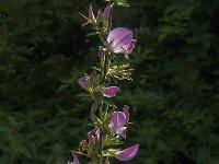 Ononis spinosa 31, Kattendoorn, Saxifraga-Jan van der Straaten