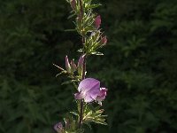 Ononis spinosa 32, Kattendoorn, Saxifraga-Jan van der Straaten