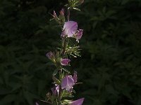 Ononis spinosa 33, Kattendoorn, Saxifraga-Jan van der Straaten