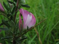 Ononis spinosa 6, kattendoorn, Saxifraga-Rutger Barendse