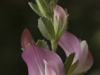 Ononis spinosa ssp austriaca 14, Saxifraga-Jan van der Straaten