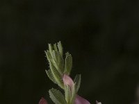 Ononis spinosa ssp austriaca 8, Saxifraga-Jan van der Straaten