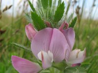 Ononis spinosa ssp marina 15, Saxifraga-Rutger Barendse