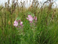 Ononis spinosa ssp marina 16, Saxifraga-Rutger Barendse