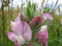 Ononis spinosa ssp marina 24, Saxifraga-Rutger Barendse