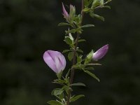 Ononis spinosa ssp spinosa 10, Kattendoorn, Saxifraga-Jan van der Straaten