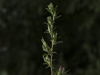 Ononis spinosa ssp spinosa 11, Kattendoorn, Saxifraga-Jan van der Straaten