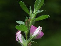 Ononis spinosa ssp spinosa 12, Kattendoorn, Saxifraga-Marijke Verhagen