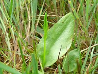 Ophioglossum vulgatum 65, Addertong Saxifraga-Hans Grotenhuis