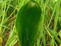 Ophioglossum vulgatum 67, Addertong Saxifraga-Hans Grotenhuis