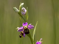 Ophrys apifera 132, Bijenorchis, Saxifraga-Jan Nijendijk