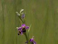 Ophrys apifera 134, Bijenorchis, Saxifraga-Jan Nijendijk