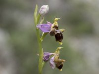 Ophrys apifera 136, Bijenorchis, Saxifraga-Willem van Kruijsbergen