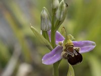 Ophrys apifera 139, Bijenorchis, Saxifraga-Willem van Kruijsbergen