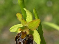 Ophrys ausonia