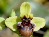 Ophrys bombyliflora 57, Saxifraga-Sonja Bouwman  Weidehommelophrys - Ophrys bombyliflora - Orchidaceae familie; Sagres, Praia da Boca do Rio (Pt)