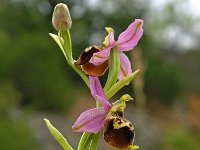 Ophrys brachyotes