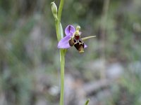 Ophrys cornuta