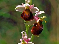 Ophrys crabonifera