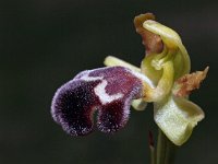 Ophrys dyris 25, Saxifraga-Hans Dekker