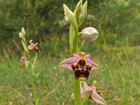 Ophrys fuciflora 29, Saxifraga-Hans Grotenhuis