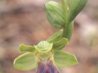 Ophrys fusca, Dull Ophrys
