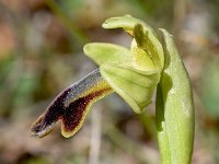 Ophrys fusca ssp bilunulata 114, Saxifraga-Sonja Bouwman  Ophrys fusca ssp. bilunulata - Orchidaceae familie