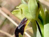 Ophrys fusca ssp bilunulata 115, Saxifraga-Sonja Bouwman  Ophrys fusca ssp. bilunulata - Orchidaceae familie