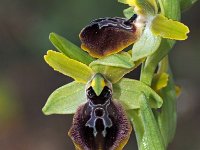 Ophrys grassoana