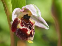 Ophrys holosericea 52, Saxifraga-Hans Dekker