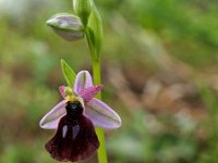 Ophrys labiosa