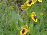 Ophrys lutea, Yellow Ophrys
