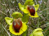 Ophrys lutea 91, Saxifraga-Hans Grotenhuis