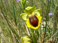 Ophrys lutea 92, Saxifraga-Hans Grotenhuis