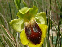Ophrys lutea 93, Saxifraga-Hans Grotenhuis